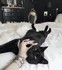 Gothiques et chats