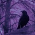 Purple gothic