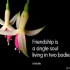 Friendship