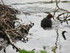 Autour du lac du bois de Vince