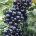 hum la créme de cassis