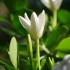 une jolie fleur !