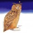 histoire de hibou.
