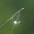le diamant et la goutte de ros