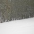 sous la neige.