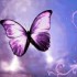 les papillons