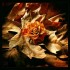 Roses d'automne.