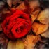 Roses d'automne.