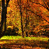 Automne malade !