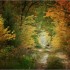 Automne malade !