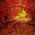 Automne malade !