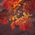 Automne malade !