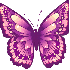 l'amandier et le papillon