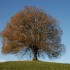 les arbres