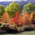 les arbres