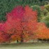 les arbres