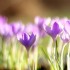 un bout de printemps !