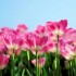 un bout de printemps !