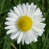 le printemps des fleurs