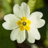 le printemps des fleurs