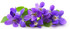 le printemps des fleurs