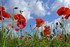 L'ABCD du printemps