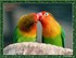 La noce des oiseaux