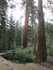 YOSEMITE !
