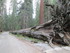 YOSEMITE !