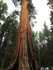 YOSEMITE !