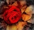 La rose rouge
