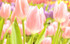 charmes des fleurs