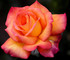 La rose thé