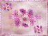 toutes Les fleurs sont belles