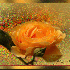 Les belles fleurs