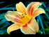 oh ! les fleurs