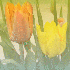 oh ! les fleurs