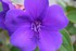 oh ! les fleurs