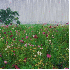 jour de pluie !