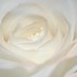 bouquet de rose