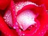 bouquet de rose
