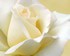 bouquet de rose