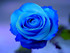 Le mariage des roses