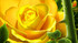 Le mariage des roses