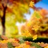 couleurs d'automne