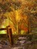 couleurs d'automne