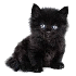 Le p'tit chat !