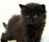 Le p'tit chat !