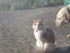 Le Chat !