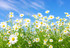 Mr le Printemps !